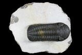 Austerops Trilobite - Nice Eye Facets #181277-2
